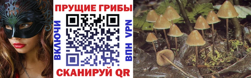 дарнет шоп Зима Галлюциногенные грибы мухоморы